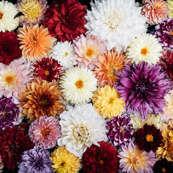 Dahlien in vielen Farben von oben